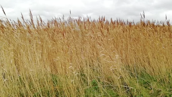 grass