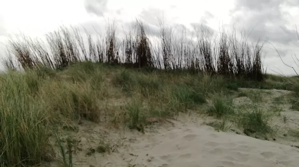 grass